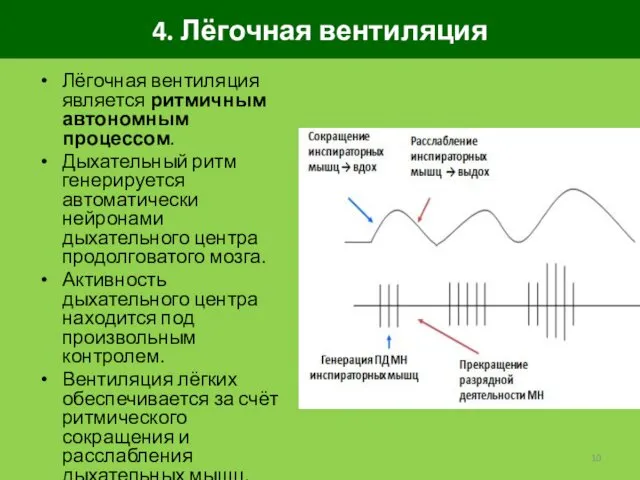 4. Лёгочная вентиляция Лёгочная вентиляция является ритмичным автономным процессом. Дыхательный ритм