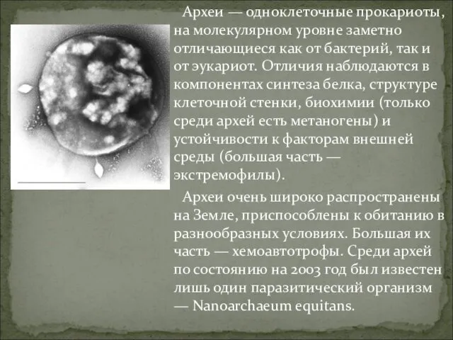 Археи — одноклеточные прокариоты, на молекулярном уровне заметно отличающиеся как от