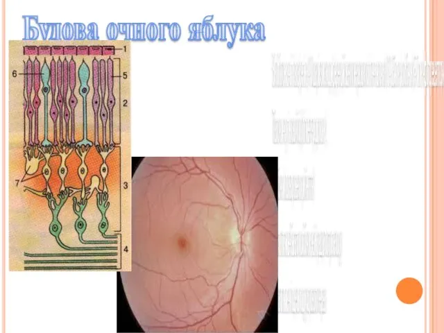 Вн.оболонка-сітківка(ретіна)-10 шарів високодиференційованих нервових клітин-палочки(110-125млн.)колбочки(6-7млн)-фоторецептори сітківки; Палочки-сутінковий зір(пігмент-родопсин); Колбочки(кольорове сприйняття) Жовта