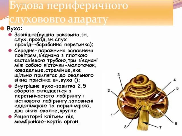 Будова периферичного слухововго апарату Вухо: Зовнішнє(вушна раковина,зн.слух.прохід,зн.слух прохід→барабанна перетинка); Середнє-порожнина заповнена