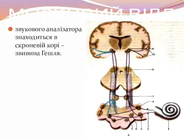 МОЗКОВИЙ ВІДДІЛ звукового аналізатора знаходиться в скроневій корі – звивина Гешля.