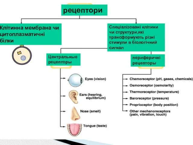 Клітинна мембрана чи цитоплазматичні білки рецептори Спеціалізовані клітини чи структури,які трансформують