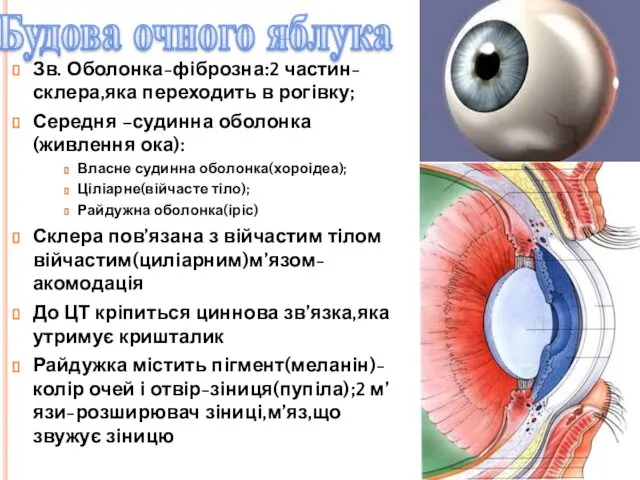 Будова очного яблука Зв. Оболонка-фіброзна:2 частин-склера,яка переходить в рогівку; Середня –судинна