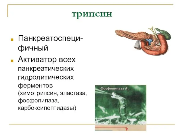 трипсин Панкреатоспеци-фичный Активатор всех панкреатических гидролитических ферментов (химотрипсин, эластаза, фосфолипаза, карбоксипептидазы)