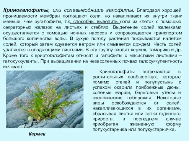 Криногалофиты, или солевыводящие галофиты. Благодаря хорошей проницаемости мембран поглощают соли, но