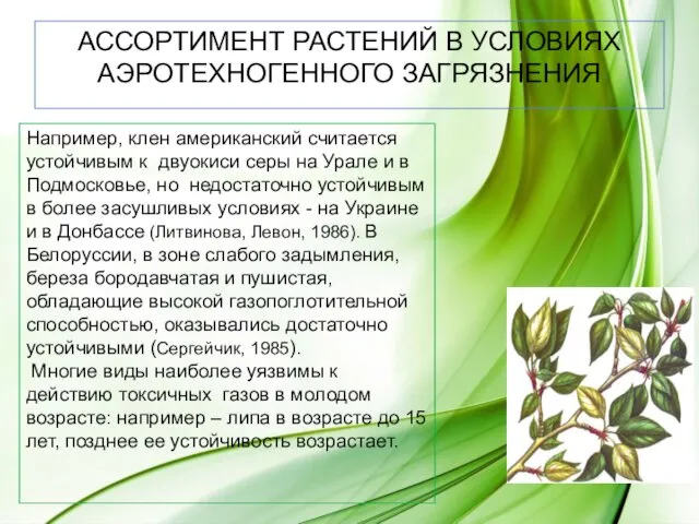 Например, клен американский считается устойчивым к двуокиси серы на Урале и