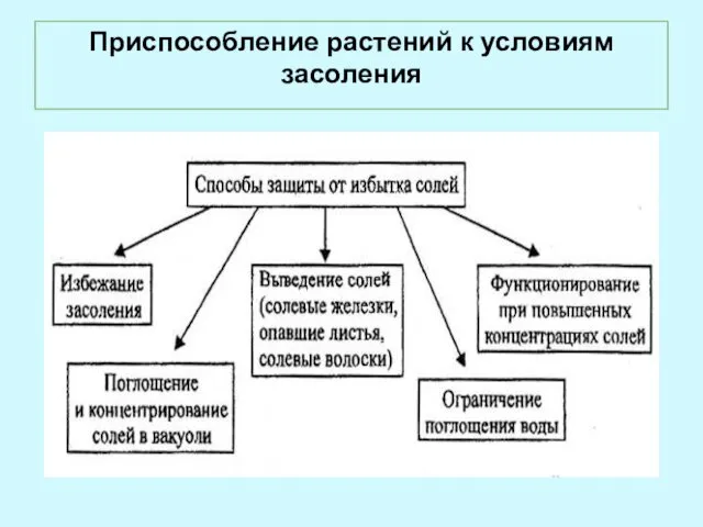 Приспособление растений к условиям засоления