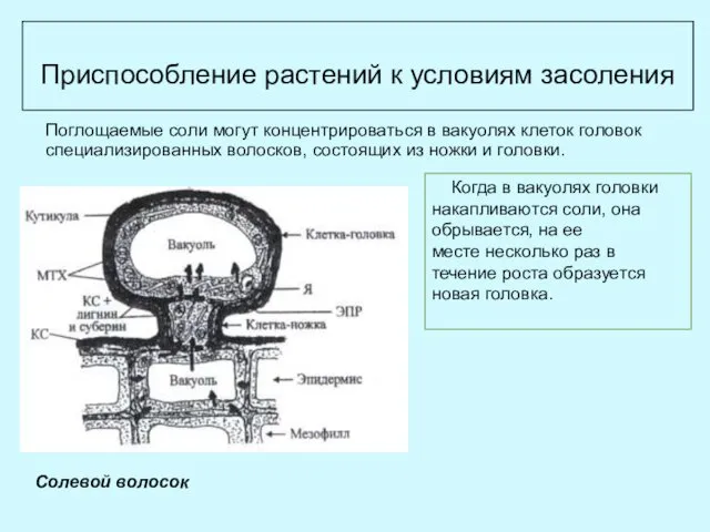 Приспособление растений к условиям засоления Когда в вакуолях головки накапливаются соли,