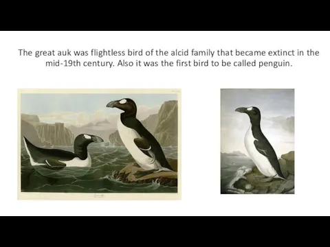 The great auk was flightless bird of the alcid family that