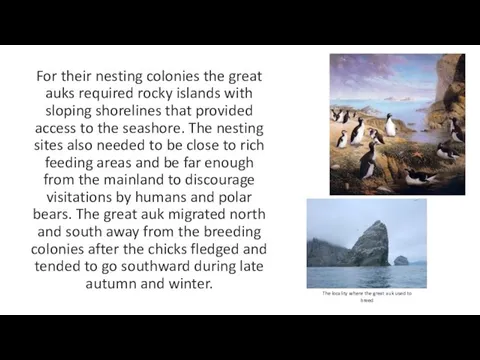 For their nesting colonies the great auks required rocky islands with