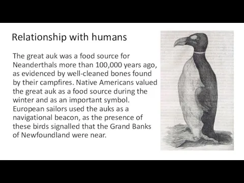 Relationship with humans The great auk was a food source for