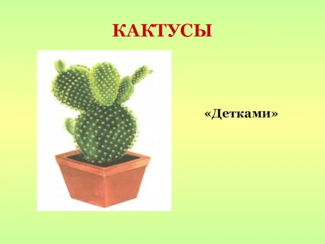 КАКТУСЫ «Детками»