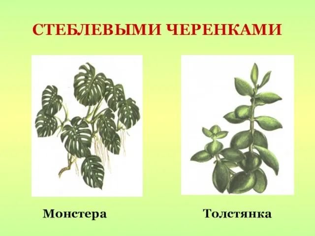 Монстера Толстянка СТЕБЛЕВЫМИ ЧЕРЕНКАМИ