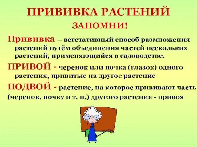 ПРИВИВКА РАСТЕНИЙ ЗАПОМНИ! Прививка — вегетативный способ размножения растений путём объединения