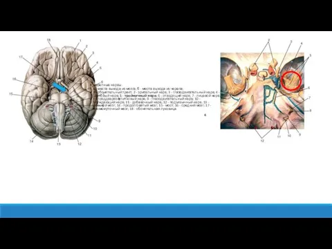Черепные нервы: а - места выхода из мозга; б - места