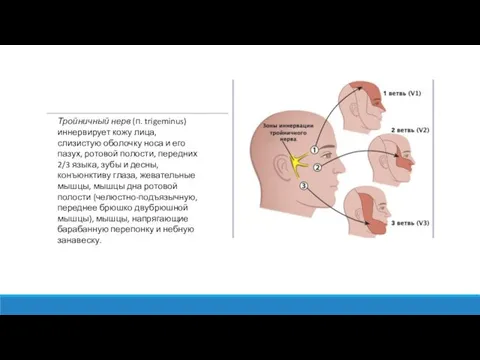 Тройничный нерв (п. trigeminus) иннервирует кожу лица, слизистую оболочку носа и