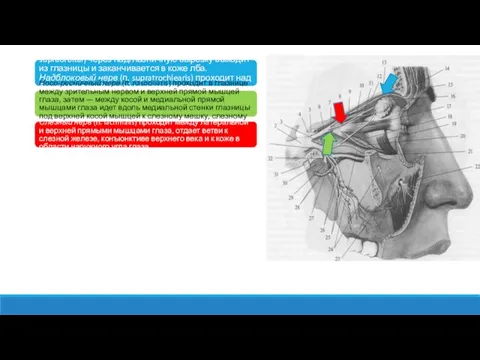 Лобный нерв (п. frontalis) проходит под верхней стенкой глазницы и делится