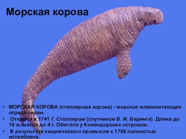 Морская корова МОРСКАЯ КОРОВА (стеллерова корова) - морское млекопитающее отряда сирен.