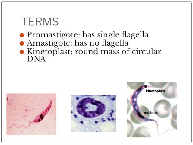 TERMS Promastigote: has single flagella Amastigote: has no flagella Kinetoplast: round mass of circular DNA