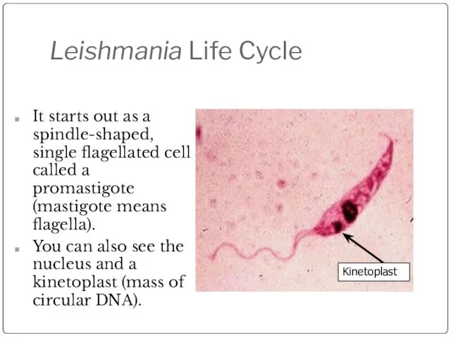 Leishmania Life Cycle Kinetoplast It starts out as a spindle-shaped, single