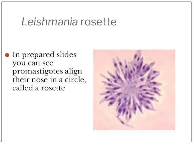 Leishmania rosette In prepared slides you can see promastigotes align their