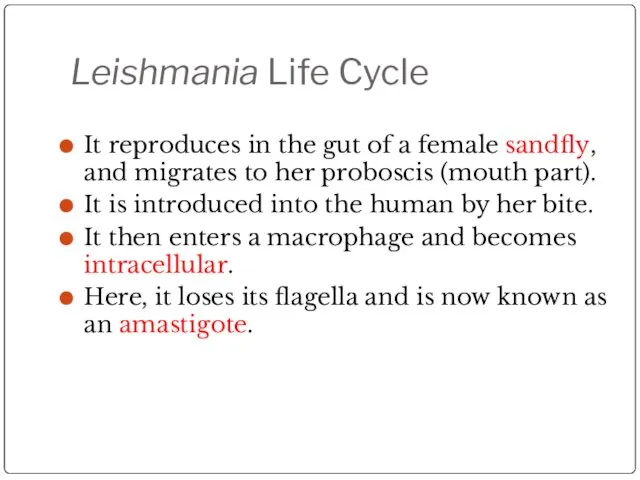 Leishmania Life Cycle It reproduces in the gut of a female