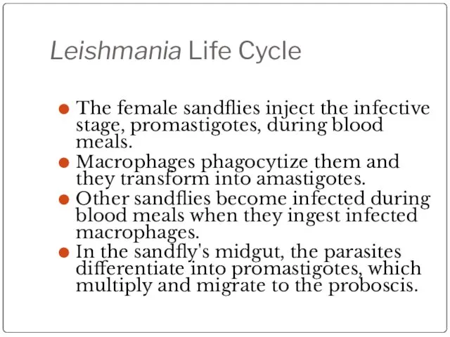 Leishmania Life Cycle The female sandflies inject the infective stage, promastigotes,