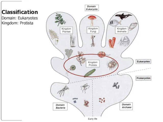 Classification Domain: Eukaryotes Kingdom: Protista