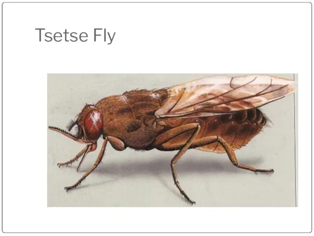 Tsetse Fly