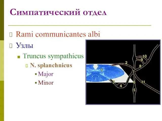 Симпатический отдел Rami communicantes albi Узлы Truncus sympathicus N. splanchnicus Major Minor