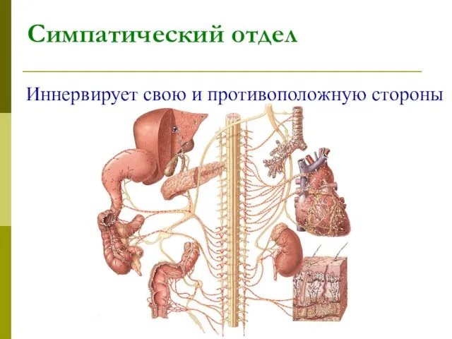 Симпатический отдел Иннервирует свою и противоположную стороны