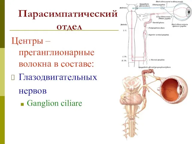 Парасимпатический отдел Центры – преганглионарные волокна в составе: Глазодвигательных нервов Ganglion ciliare