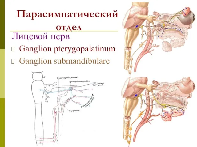 Парасимпатический отдел Лицевой нерв Ganglion pterygopalatinum Ganglion submandibulare