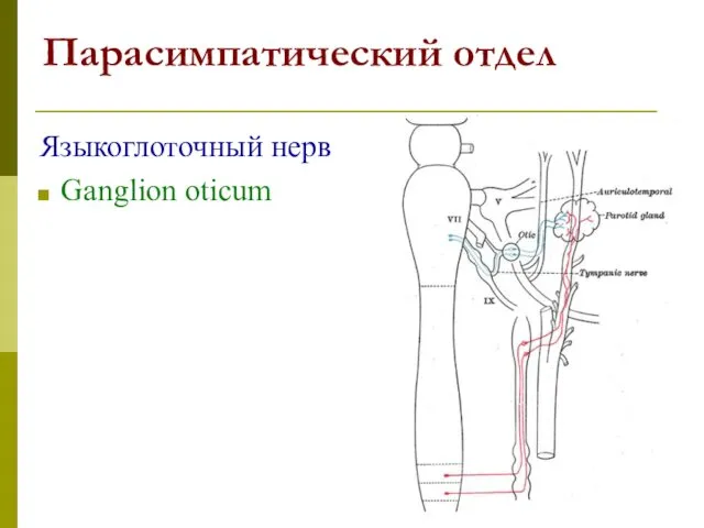 Парасимпатический отдел Языкоглоточный нерв Ganglion oticum