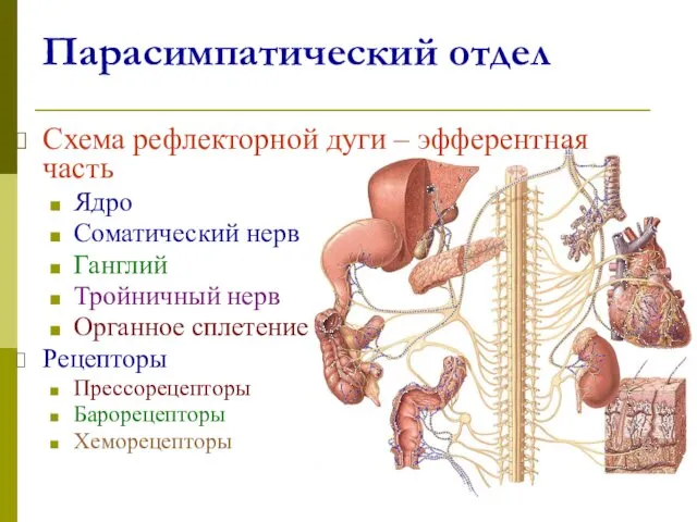 Парасимпатический отдел Схема рефлекторной дуги – эфферентная часть Ядро Соматический нерв