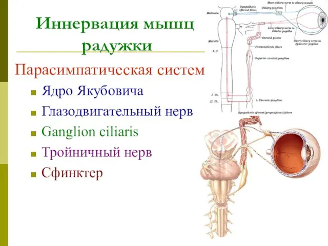 Иннервация мышц радужки Парасимпатическая система Ядро Якубовича Глазодвигательный нерв Ganglion ciliaris Тройничный нерв Сфинктер