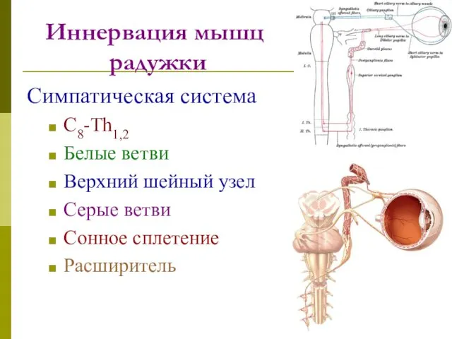 Иннервация мышц радужки Симпатическая система С8-Th1,2 Белые ветви Верхний шейный узел Серые ветви Сонное сплетение Расширитель