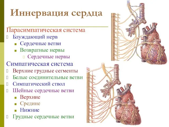 Иннервация сердца Парасимпатическая система Блуждающий нерв Сердечные ветви Возвратные нервы Сердечные