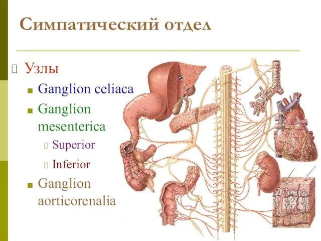 Симпатический отдел Узлы Ganglion celiaca Ganglion mesenterica Superior Inferior Ganglion aorticorenalia