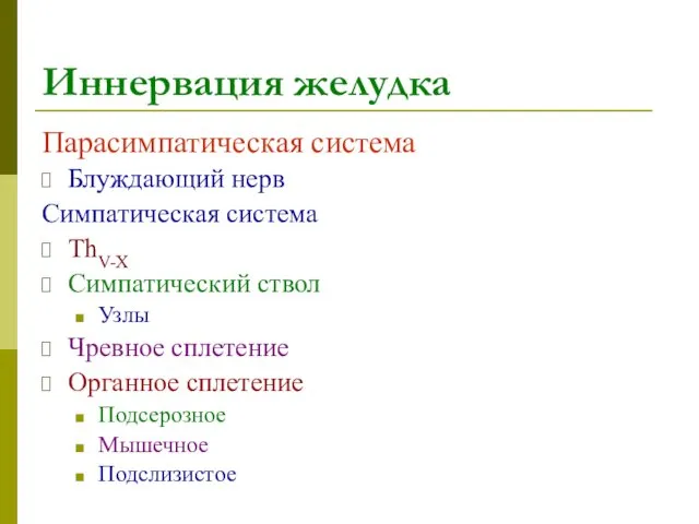 Иннервация желудка Парасимпатическая система Блуждающий нерв Симпатическая система ThV-X Симпатический ствол