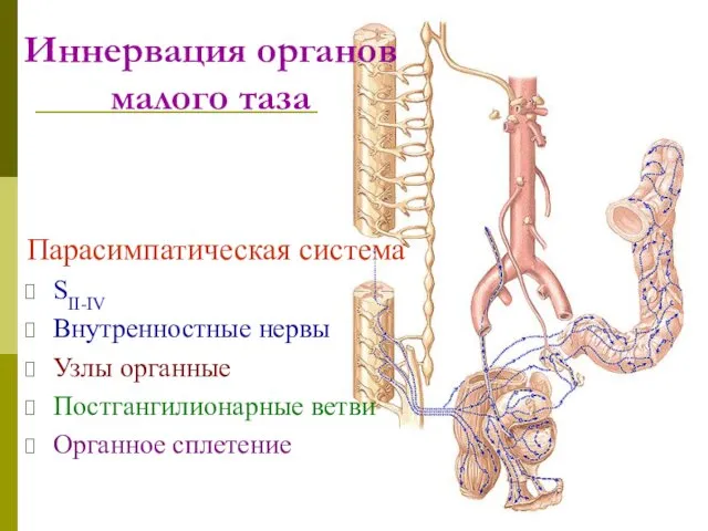 Иннервация органов малого таза Парасимпатическая система SII-IV Внутренностные нервы Узлы органные Постгангилионарные ветви Органное сплетение