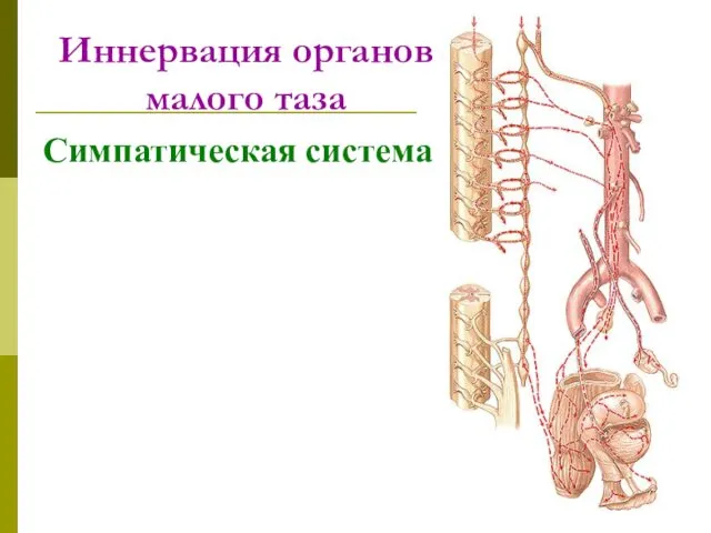 Иннервация органов малого таза Симпатическая система