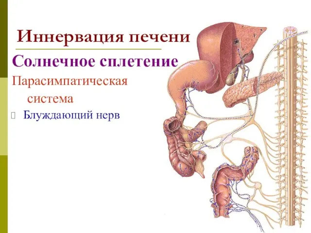 Иннервация печени Солнечное сплетение Парасимпатическая система Блуждающий нерв