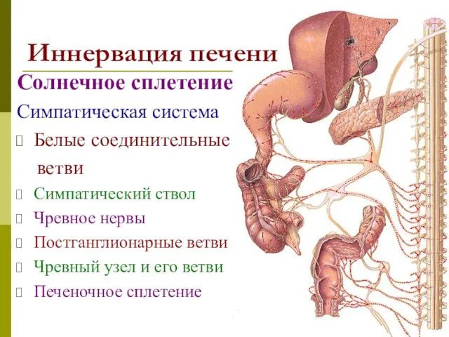 Иннервация печени Солнечное сплетение Симпатическая система Белые соединительные ветви Симпатический ствол