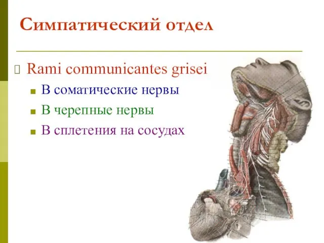 Симпатический отдел Rami communicantes grisei В соматические нервы В черепные нервы В сплетения на сосудах