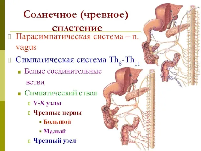 Солнечное (чревное) сплетение Парасимпатическая система – n. vagus Симпатическая система Th8-Th11