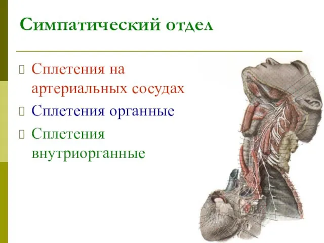 Симпатический отдел Сплетения на артериальных сосудах Сплетения органные Сплетения внутриорганные