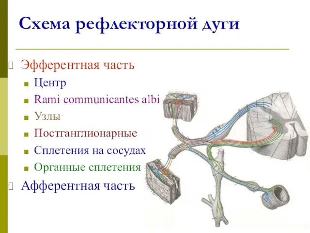 Схема рефлекторной дуги Эфферентная часть Центр Rami communicantes albi Узлы Постганглионарные