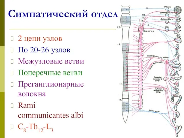 Симпатический отдел 2 цепи узлов По 20-26 узлов Межузловые ветви Поперечные