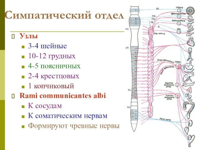 Симпатический отдел Узлы 3-4 шейные 10-12 грудных 4-5 поясничных 2-4 крестцовых